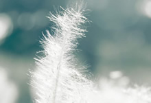 谁能成为中国足球职业联赛的冠军？